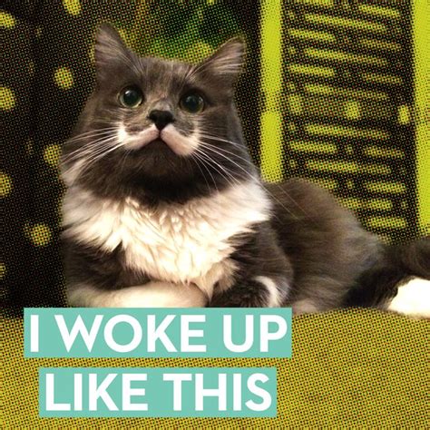 6 Funny Cat Memes Best Cat Memes From Hamilton The Hipster And Sam Has Eyebrows