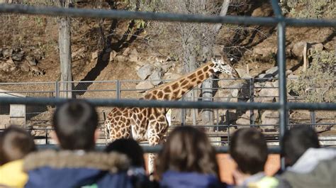 Bulería La Nueva Jirafa Del Zoológico De Córdoba