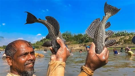 Sucker Fishing Video 2022 Word Most Dangerous Sucker Fish Bangladesh