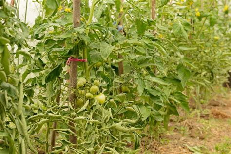 Implicados Arbustos Del Tomate Con Los Tomates Verdes Imagen De Archivo