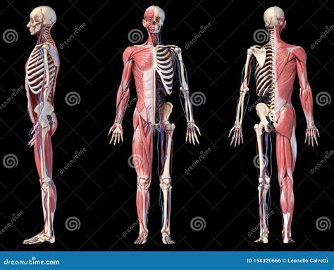 900 Idee Su Corpo Umano Nel 2021 Corpo Umano Corpo Disegno Di Anatomia