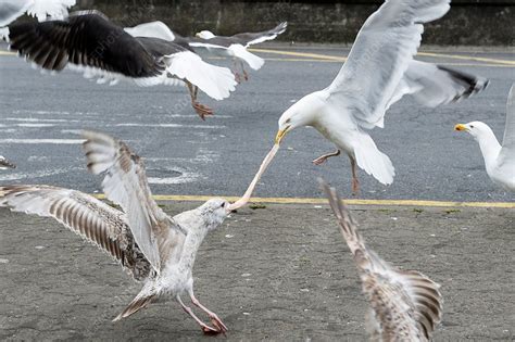 Seagulls Fighting Over Seafood Scraps Stock Image C