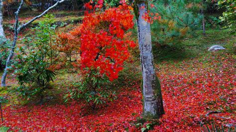 風情ある秋の彩りと散りもみじ 世界遺産の天龍寺の紅葉 京都もよう Kyoto Moyou