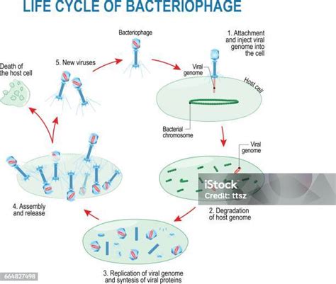 Vetores De Ciclo De Vida Do Bacteriófago E Mais Imagens De Bacteriófago