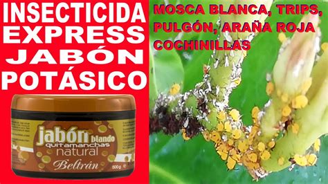 Insecticida Casero Ecol Gico Jab N Pot Sico Para Pulg N Mosca Blanca