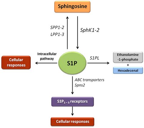 Frontiers Sphingosine Phosphate Signaling As A Target In Hepatic