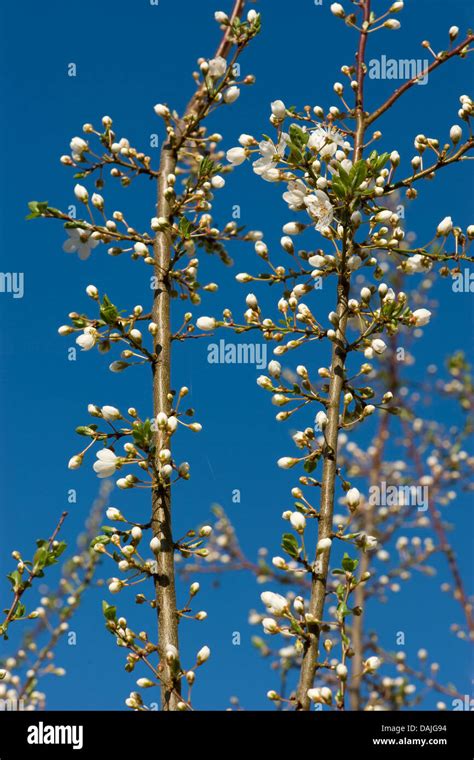 Cherry Plum Myrobalan Plum Prunus Cerasifera Blooming Branch