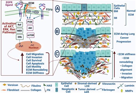 Frontiers Egfr Dependent Extracellular Matrix Protein Interactions