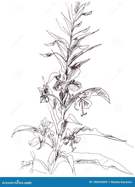 Blooming Sally Fireweed Graphic Black And White Drawing Botanical