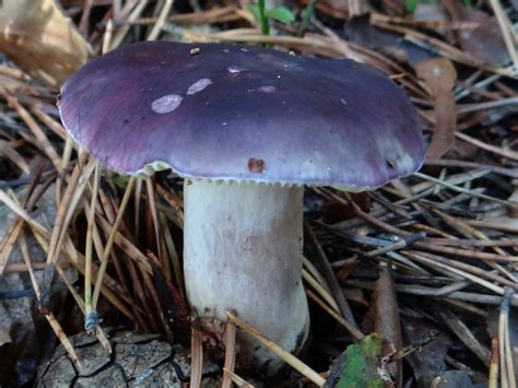 Сыроежка синяя (Russula azurea) фото и описание