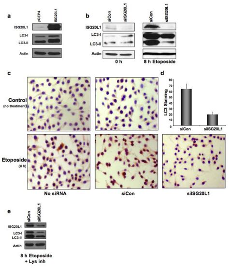 Isg L Expression Modulates Autophagy A Rko Cells Were Transfected