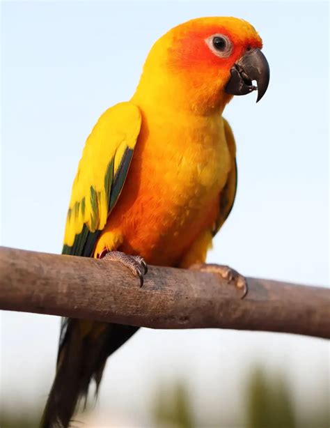 Sun Conure - The Luminous Delight of the Avian World | WorldWeet