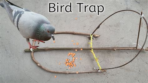 How To Make A Bird Trap Out Of Sticks Works 100 Simple Bird Trap 🐦