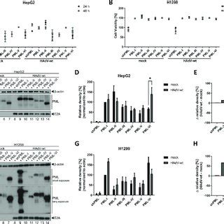 PML Isoform Mediated Regulation Of HAdV Infection In H1299 Cells A