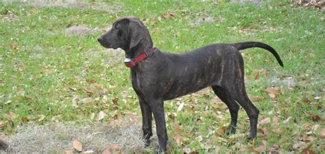 Plott Hound Dog Breed Standards