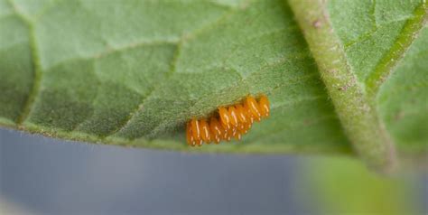 Colorado Potato Beetle Control | Gardener's Supply