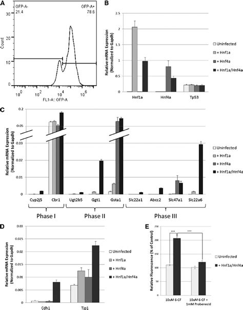 Hnf4a And Hnf1a Induce Expression Of Proximal Tubule Dmes A Flow