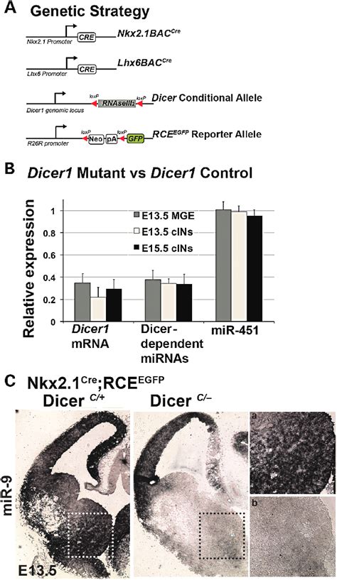 Conditional Removal Of Dicer In Mge Derived Cortical Interneurons A