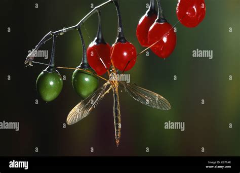 Crane Fly Tipula Sp Resting On Berries Belgium Stock Photo Alamy