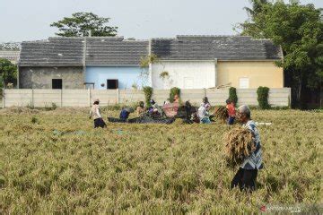 Pengendalian Alih Fungsi Lahan Sawah Antara News