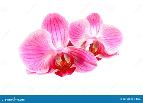 Orqu Dea Rosada De La Flor Phalaenopsis Foto De Archivo Imagen