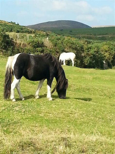 Dartmoor Ponies | Dartmoor, Rock climbers, National parks