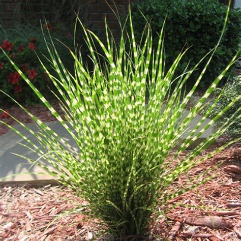 Miscanthus Gold Bar liners from Emerald Coast Growers