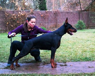 Dobermann Brat.Ru - Index