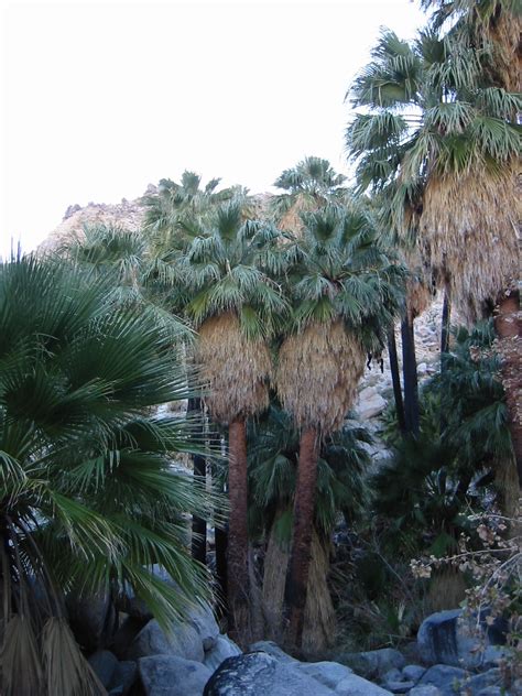 Washingtonia filifera Viquipèdia l enciclopèdia lliure