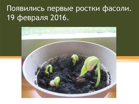 Наблюдение за ростом фасоли в гаршочке - online presentation