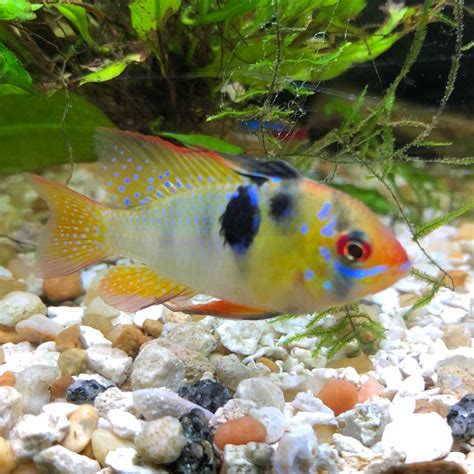 German Blue Ram Care Guide Keeping Tropical Fish