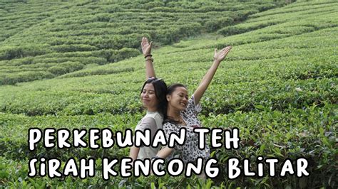 Perkebunan Teh Sirah Kencong Blitar Wisata Alam Agro Hits Nan Seru Di