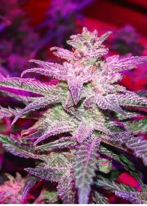 Girl Scout Cookies Strain Info Girl Scout Cookies Weed By Garden Of Green Growdiaries