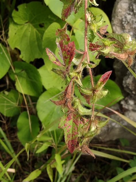 Plants From El Bosque De La Lomita Palenque Chis M Xico On