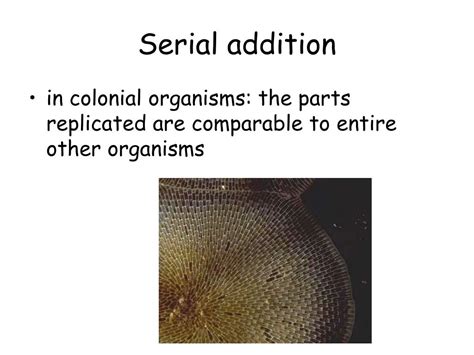 Ppt Adaptive Or Functional Morphology Autecology Powerpoint