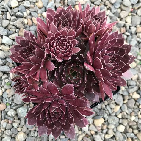 Sempervivum Chick Charms® Chocolate Kiss™ (4.5" Pot) | Little Prince of