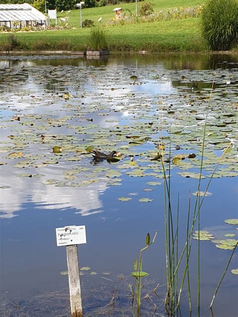 Common Moorhen From G Ttingen Deutschland On August At