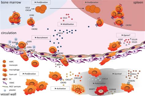 Chemokines Control Mobilization Recruitment And Fate Of Monocytes In