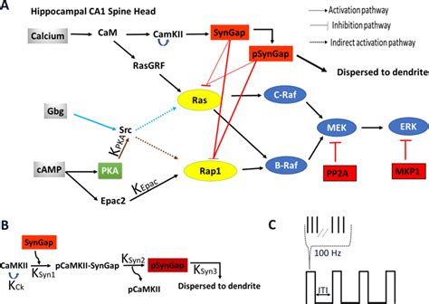 Temporal Pattern And Synergy Influence Activity Of Erk Signaling