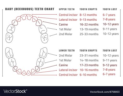 Teeth Infographic Royalty Free Vector Image Vectorstock