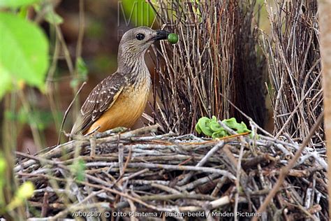 Fawn Breasted Bowerbird Stock Photo Minden Pictures