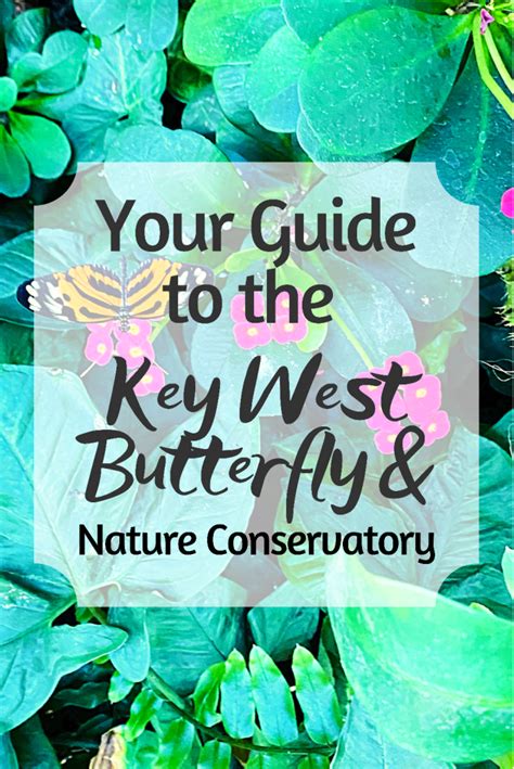 Your guide to the key west butterfly and nature conservatory – Artofit