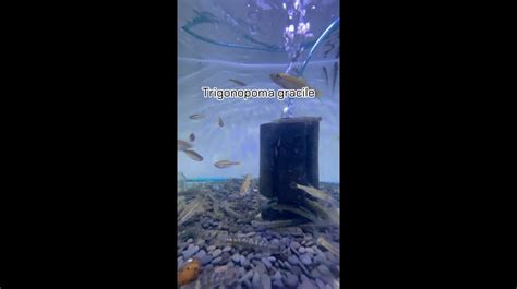 พาชมปลาสวยงาม Trigonopoma gracile Atlas aquctic จตจกร TrueID Shorts