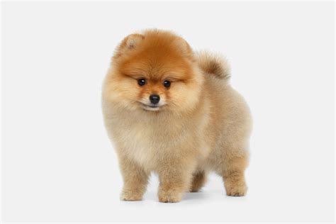 Cotizar Precios De Cachorros Venta De Perros Pomerania En Mexico