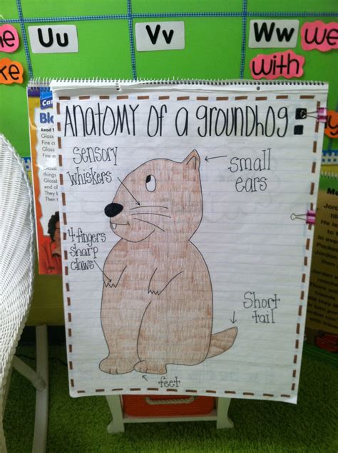 Life in First Grade: Anatomy of a Groundhog and Tagged Questions