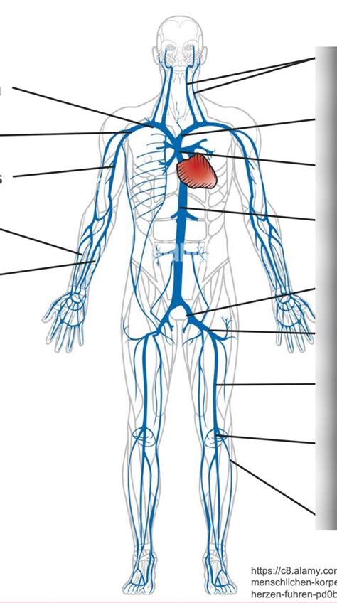 Wichtige Venen des Körpers Diagram Quizlet