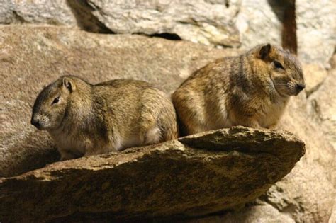 Where Do Guinea Pigs Come From Guinea Pig Origin History