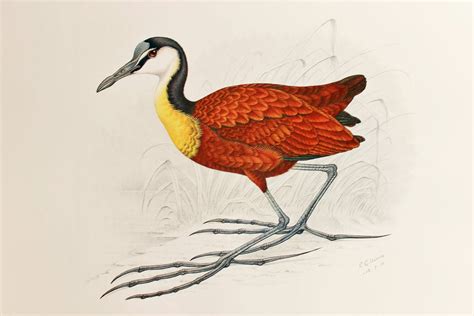 African Jacana Bird Print Superb Large Vintage Bird Print By Etsy