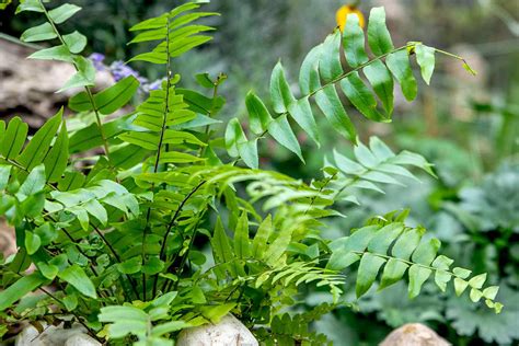 Fern Plant Types