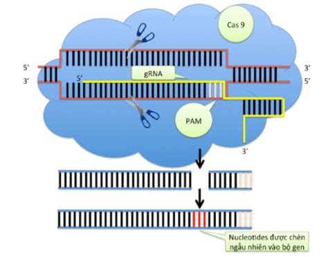 Công nghệ chỉnh sửa gen bằng CRISPR Cas9 Genome Editing